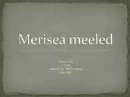 Merisea meeled