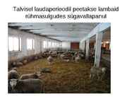Lammaste pidamistehnoloogia #3