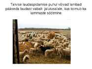 Lammaste pidamistehnoloogia #4