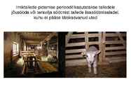 Lammaste pidamistehnoloogia #31