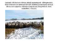Lammaste pidamistehnoloogia #6