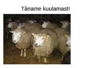 Lammaste pidamistehnoloogia #51