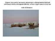 Lammaste pidamistehnoloogia #7