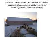 Lammaste pidamistehnoloogia #8