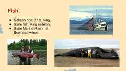 Wildlife of Alaska #11
