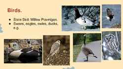 Wildlife of Alaska #12