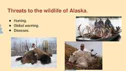 Wildlife of Alaska #15