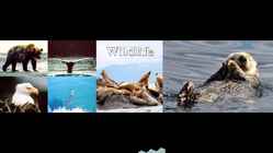 Wildlife of Alaska #17