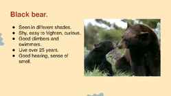 Wildlife of Alaska #3