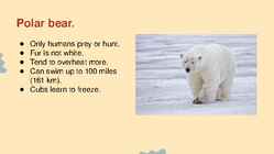 Wildlife of Alaska #4
