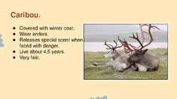 Wildlife of Alaska #5