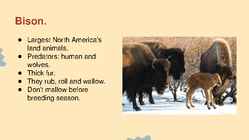 Wildlife of Alaska #8