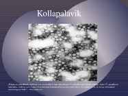 Kollapalavik