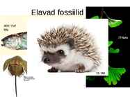 Evolutsiooni tõendid #8