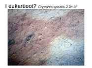 Elu areng Maal #13
