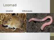 Kultuurrohumaa-pikaajaline #5