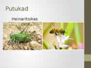 Kultuurrohumaa-pikaajaline #6