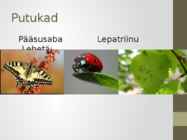 Kultuurrohumaa-pikaajaline #7