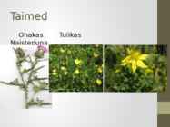 Kultuurrohumaa-pikaajaline #9
