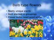 Flowers-flower trees and flower shrubs #2