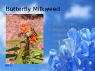 Flowers-flower trees and flower shrubs #13
