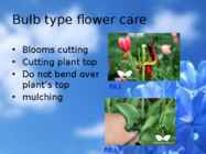 Flowers-flower trees and flower shrubs #3