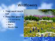 Flowers-flower trees and flower shrubs #4