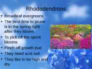 Flowers-flower trees and flower shrubs #6