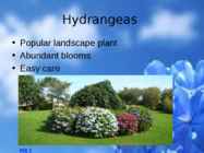 Flowers-flower trees and flower shrubs #7