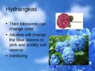 Flowers-flower trees and flower shrubs #8