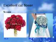 Flowers-flower trees and flower shrubs #9