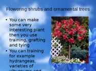 Flowers-flower trees and flower shrubs #10