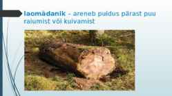 Puidurikked ja puidukaitse #10