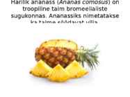 ANANASS #2