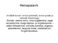 NAKKUSHAIGUSED #33
