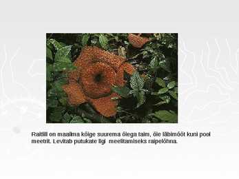 Ekvatoriaalsed vihmametsad #11