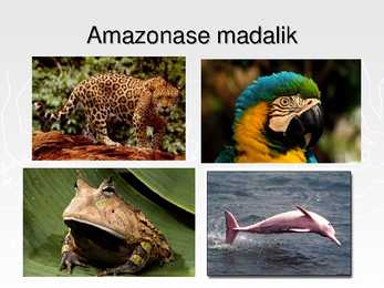 Ekvatoriaalsed vihmametsad #13
