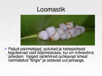 Ekvatoriaalsed vihmametsad #16