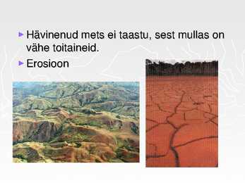 Ekvatoriaalsed vihmametsad #22