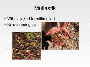 Ekvatoriaalsed vihmametsad #5