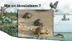 Ökosüsteem ja selle osad #4