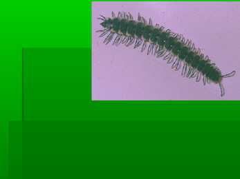 Hulkjalgsed #8