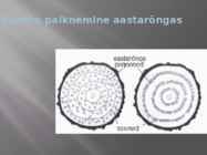 Puidu makroskoopiline ehitus #21