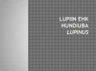 Lupiin ehk hundiuba