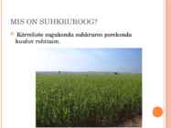 Suhkruroog #2