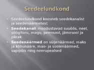 Seedeelundkond #2