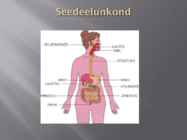 Seedeelundkond #3
