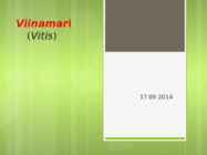 Viinamari