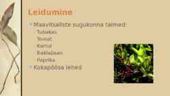 Nikotiin #4