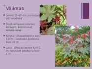 Riitsinus #2